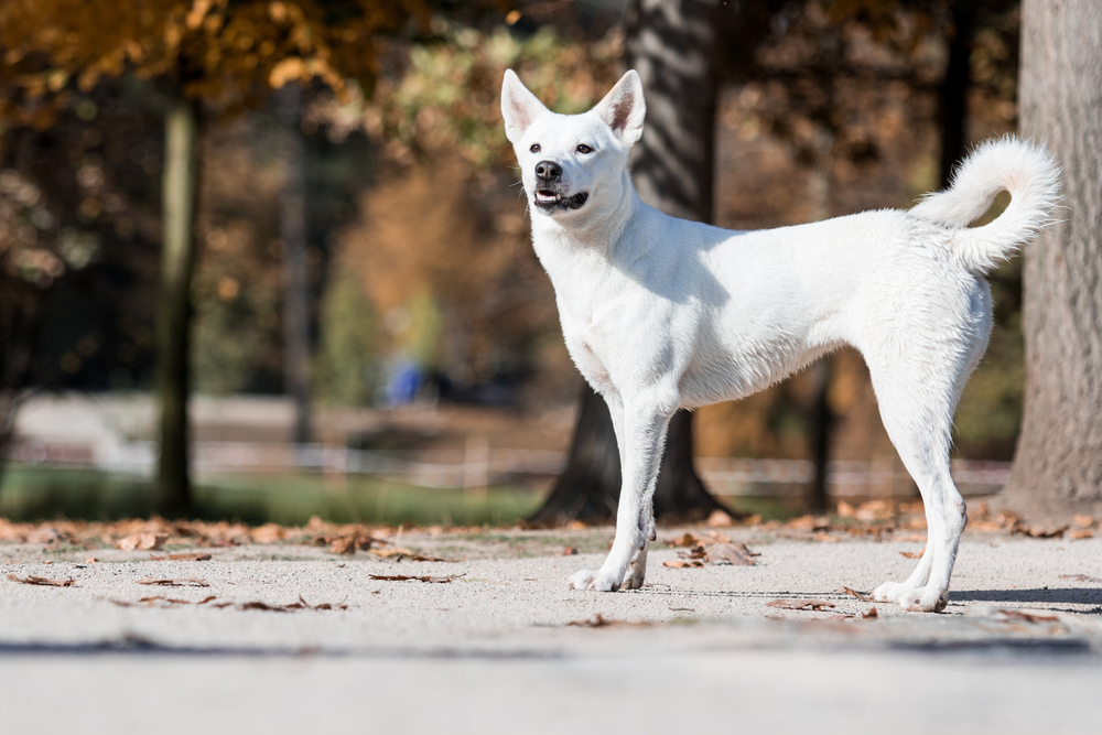 Petland picture of cute Canaan dog in autumn.