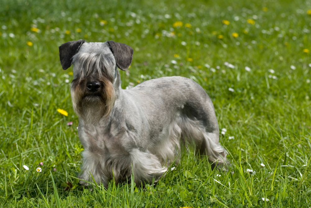 Petland Florida picture of cute Cesky terrier puppy standing in a flower meadow.