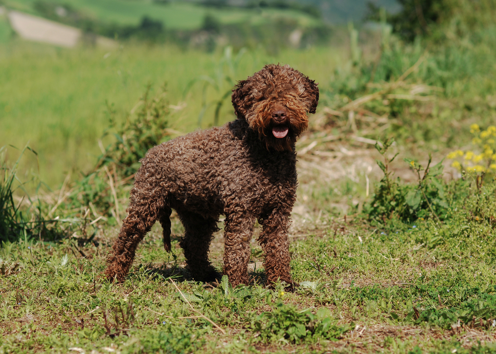 Petland Florida picture of Lagotto Romagnolo dog outside.