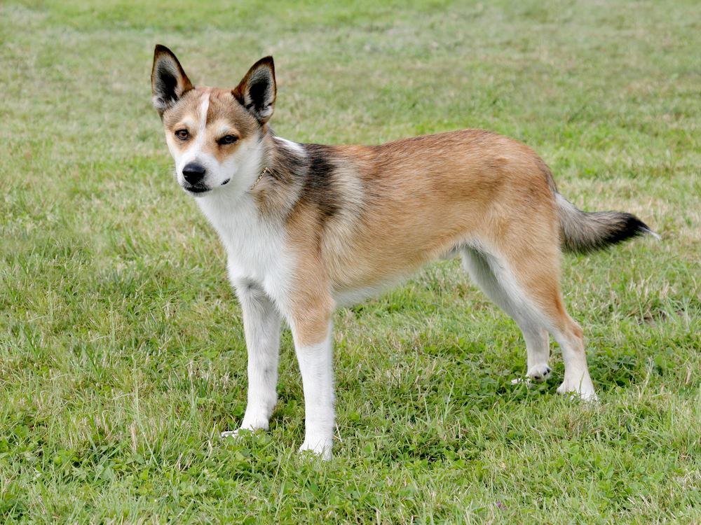 Petland Florida picture of Norwegian Lundehund standing on grass. 