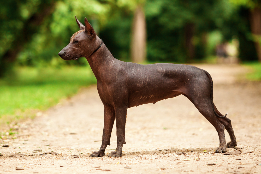 Petland Florida picture of Xoloitzcuintli puppy standing outdoors on ground with green grass and trees in background.