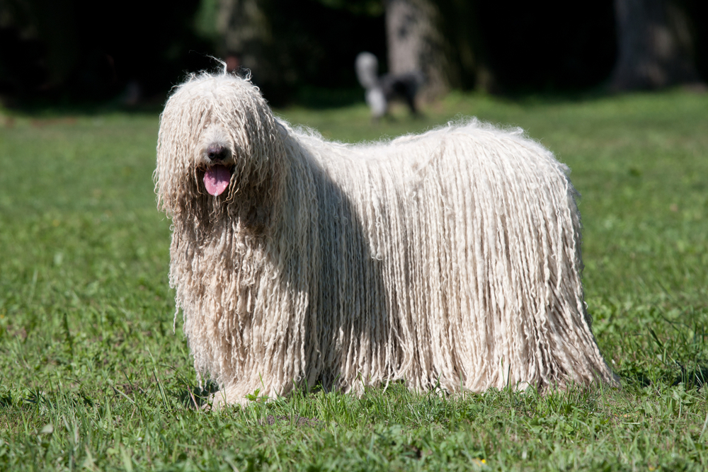 Petland Florida picture of beautiful Komondor (Hungarian sheepdog) puppy posing in the park.