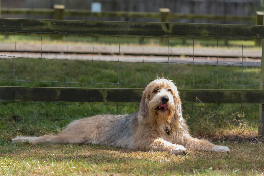 Petland Florida picture of cute Otterhound puppy lying in a field in front of a fence.