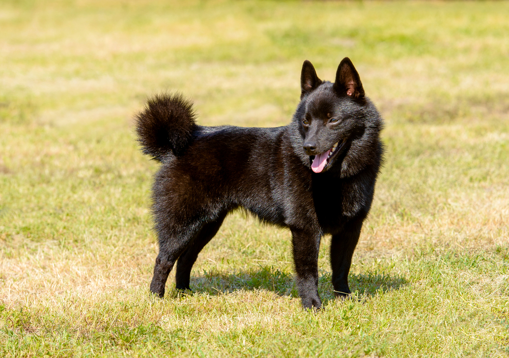 Petland Florida picture of Schipperke puppy standing on the grass.