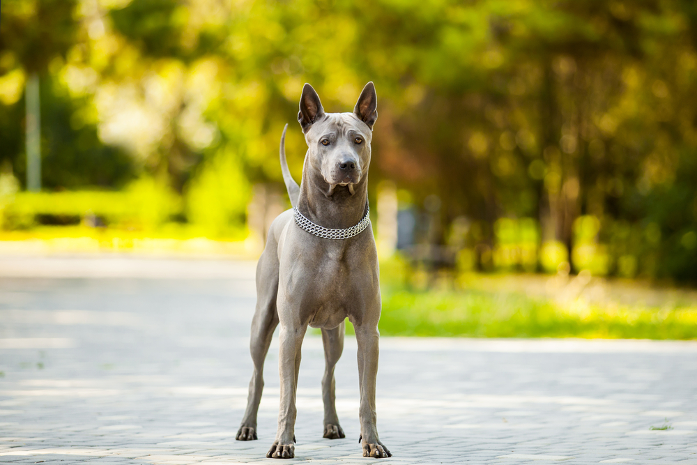 Petland Florida picture of beautiful Thai Ridgeback dog outside. 