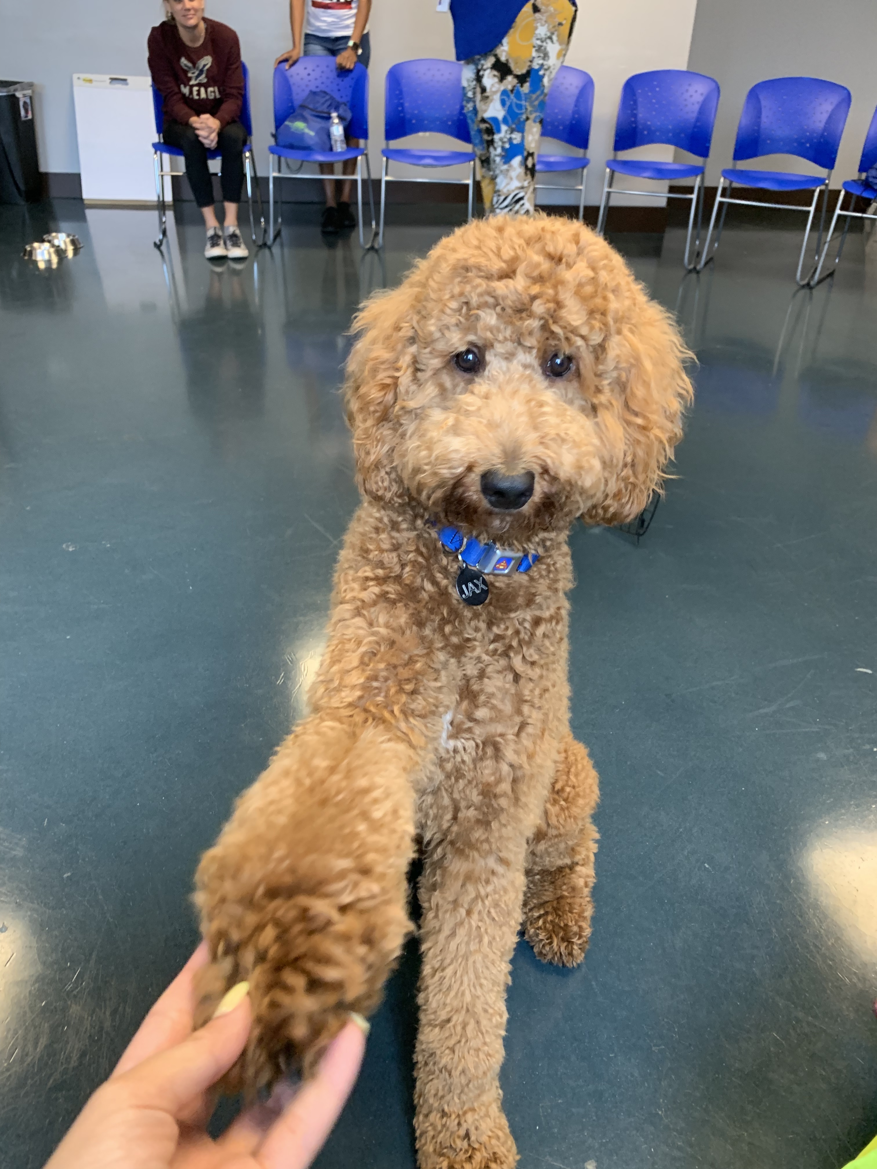 petland dogs