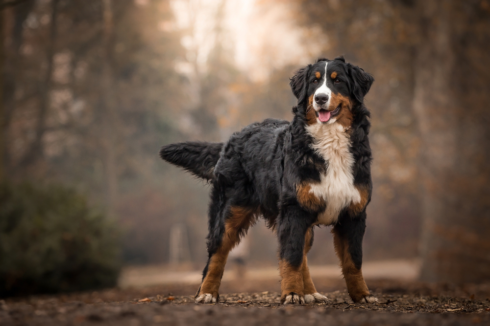 Petland Florida picture of adorable Bernese Mountain Dog standing on park path.