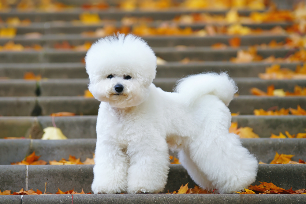 Petland Florida picture of cute Bichon Frise dog with a stylish haircut standing on the stairs in a park in autumn.