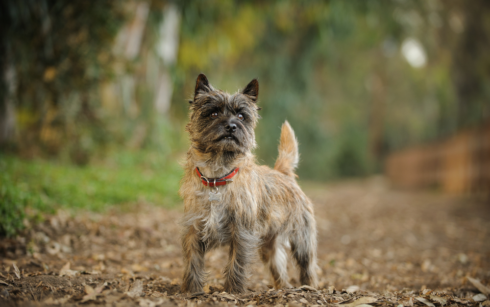 Petland Florida picture of cute Cairn Terrier standing in forest. 