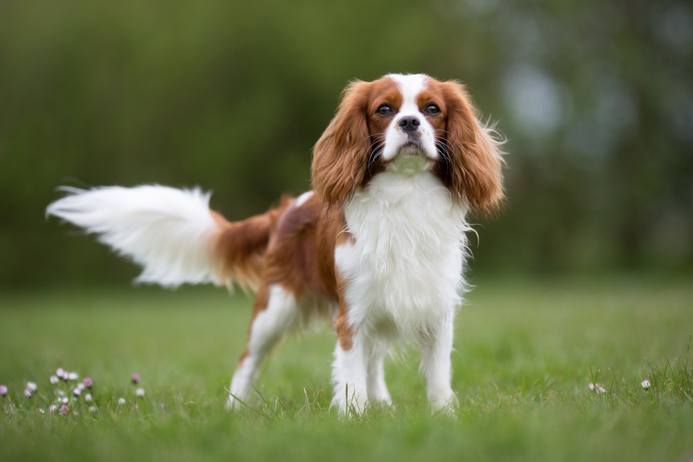 Petland Florida picture of a cute Cavalier King Charles Spaniel dog standing in a field on a sunny day. 