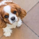 Petland Florida picture of cute Cavalier King Charles Spaniel puppy looking up at camera.