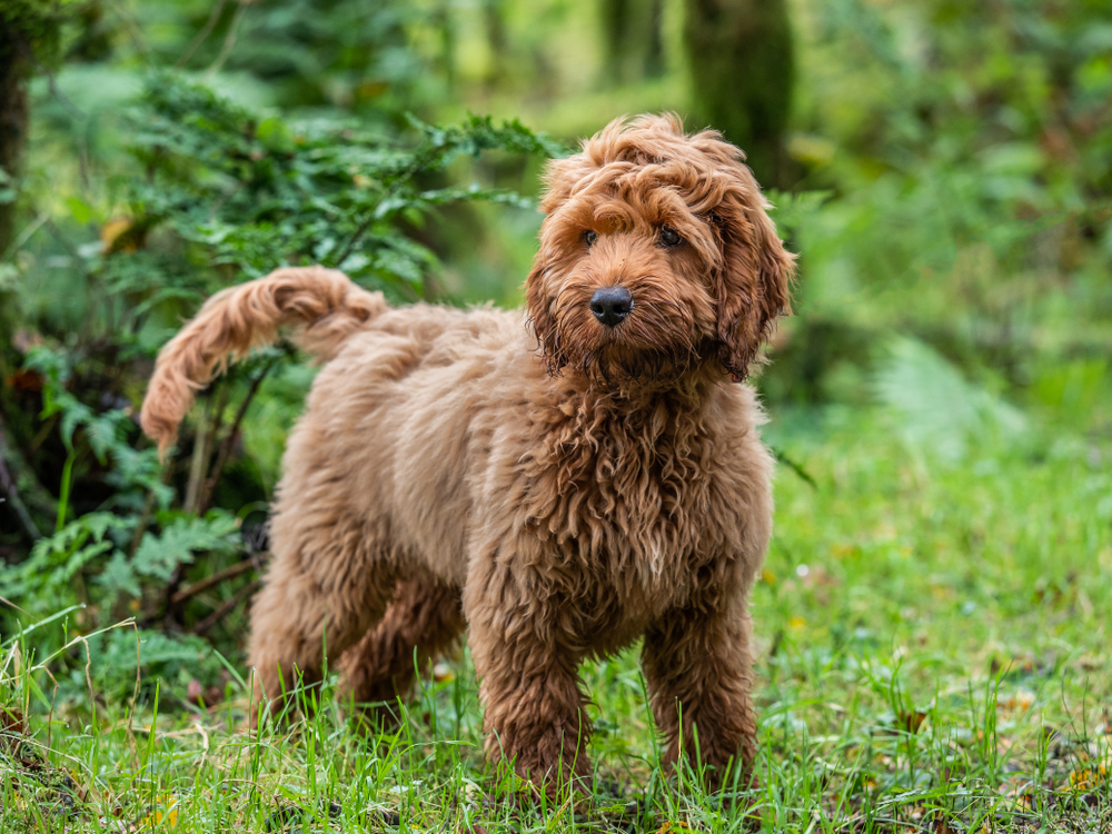 Petland Florida picture of a cute Cockapoo puppy standing around trees in a local forest.