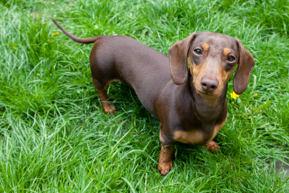 Petland Florida picture of a cute Miniature Dachshund standing in grass.