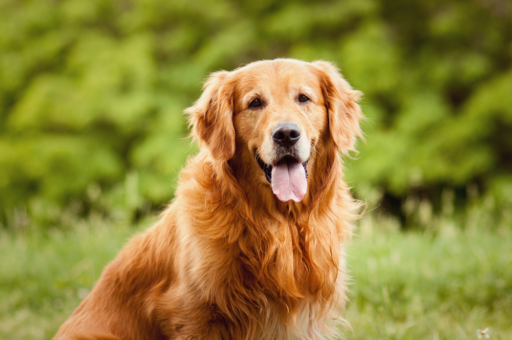 Petland Florida picture of a beautiful Golden Retriever puppy looking at camera while in a field.