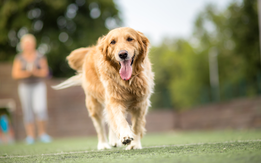 fun facts about golden retrievers