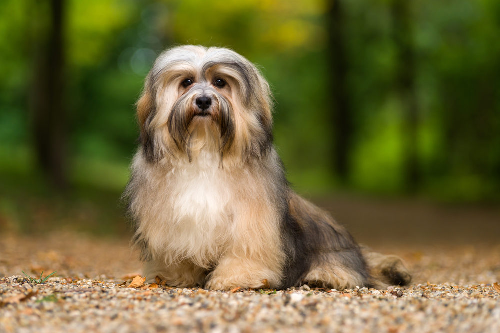 Petland Florida picture of cute Havanese sitting on a gravel forest road and looking at camera.