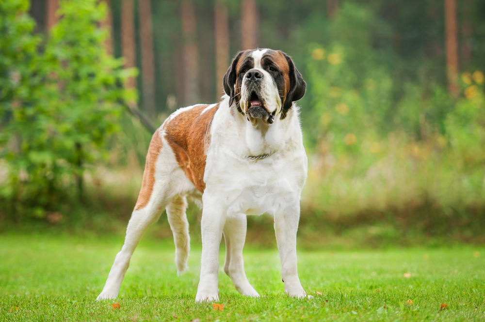 Petland Florida picture of a short-haired Saint Bernard dog standing on the lawn.