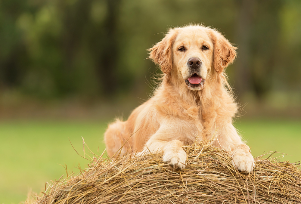 Petland Florida picture of cute Golden Retriever relaxing on a hay bale.