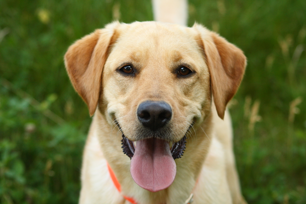 Petland Florida picture of cute Labrador Retriever puppy looking at the camera.