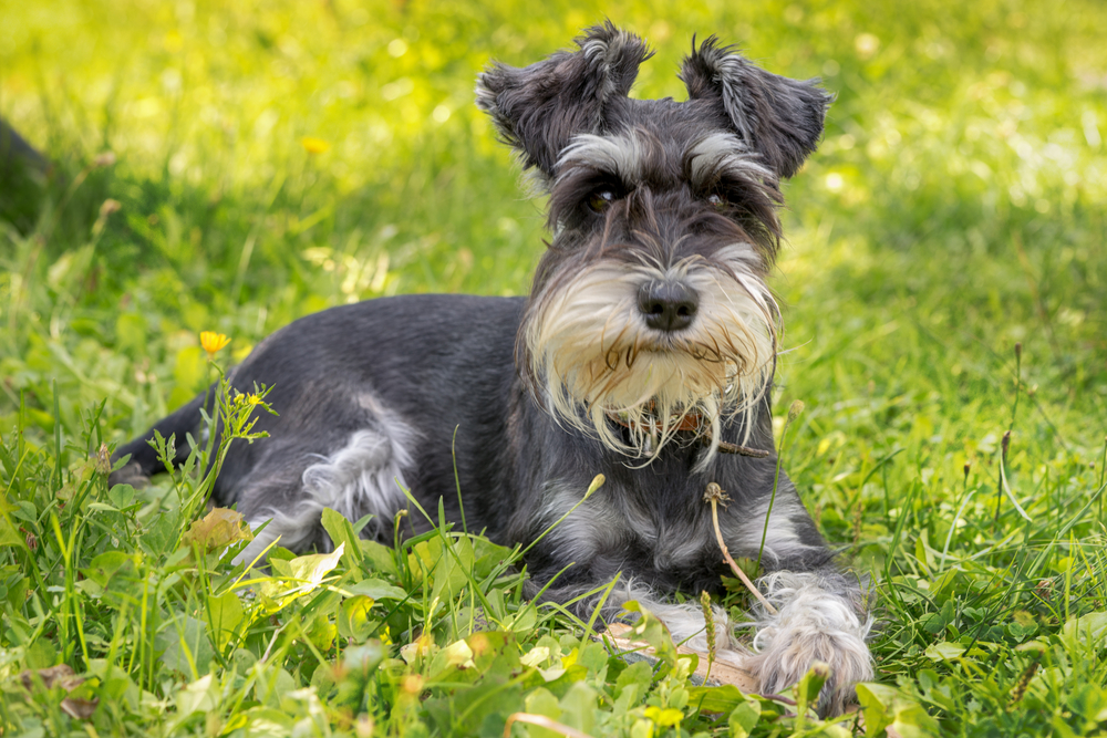 a miniature schnauzer