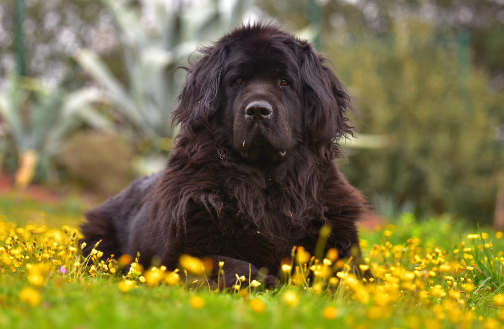 Petland Florida picture of beautiful Newfoundland dog laying in a field of yellow flowers. 