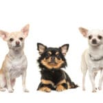 Among the best dog breeds
