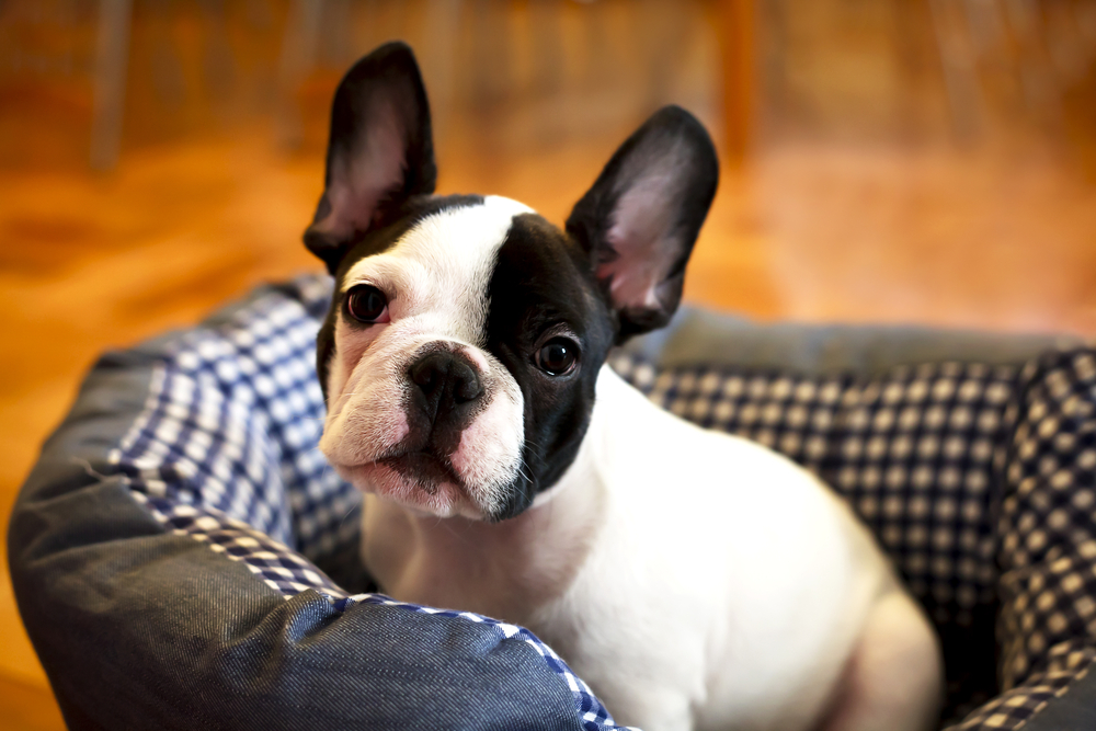 Petland Florida picture of French Bulldog sitting in bed and looking at the camera.