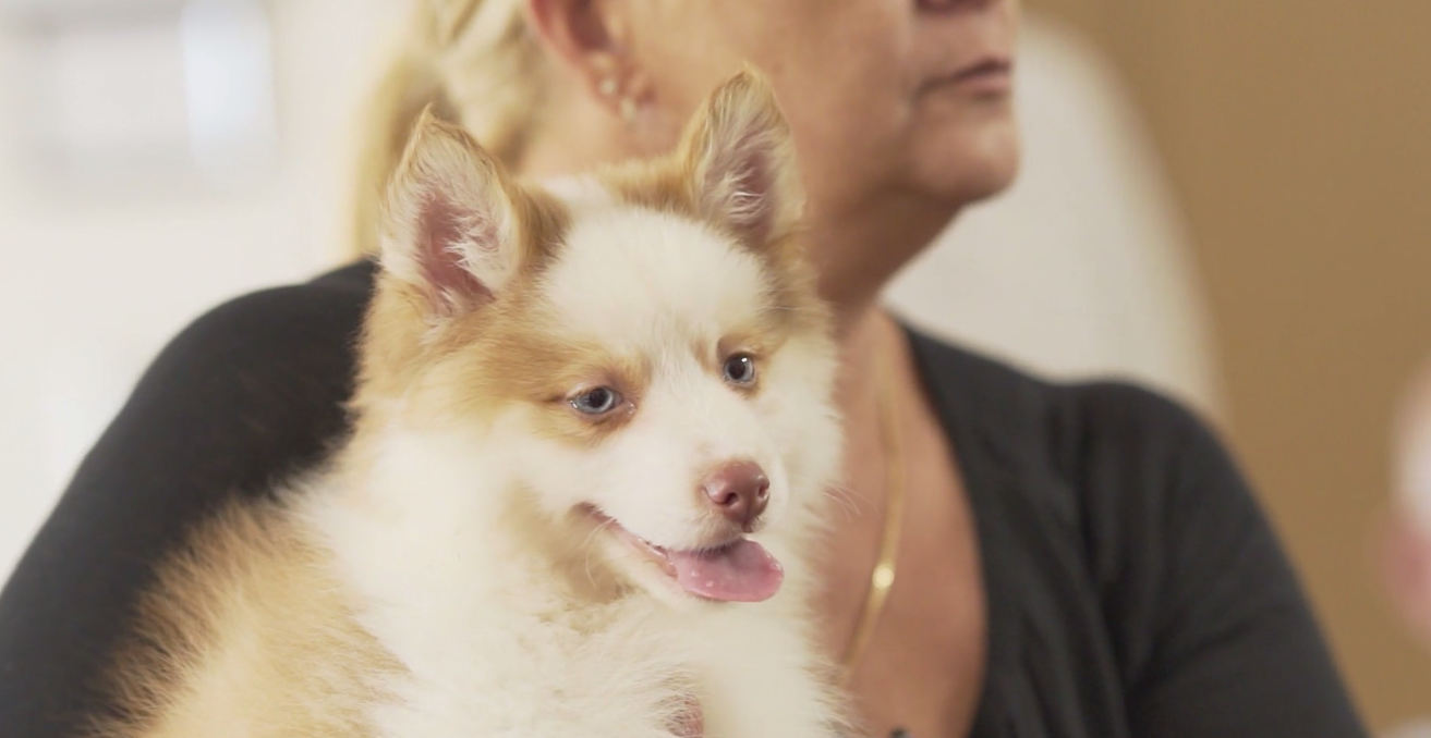 Petland at Cross Gardens Care Center - Petland Florida