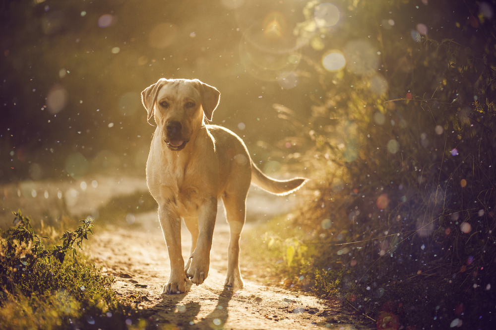 Petland Florida picture of Labrador Retriever hiking on a trail in a park.