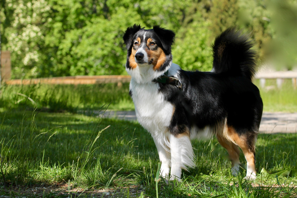 Petland Florida picture of a beautiful Australian Shepherd standing in grass while hiking.