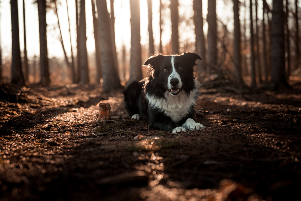 Petland Florida picture of Border Collie sitting on a dark path in a forest.
