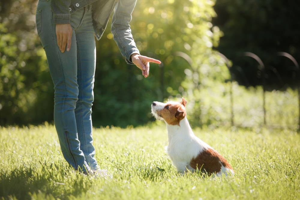 Dog Training 101: What You Need to Know 