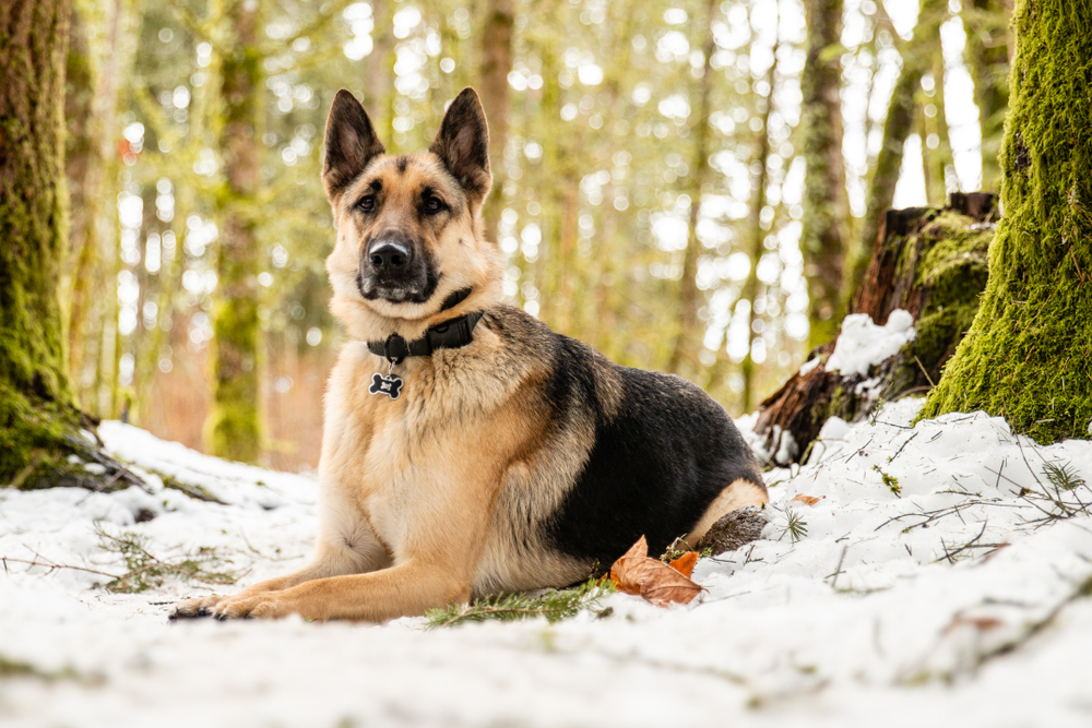 Petland Florida picture of German Shepherd sitting on a patch of snow while hiking in a forest.
