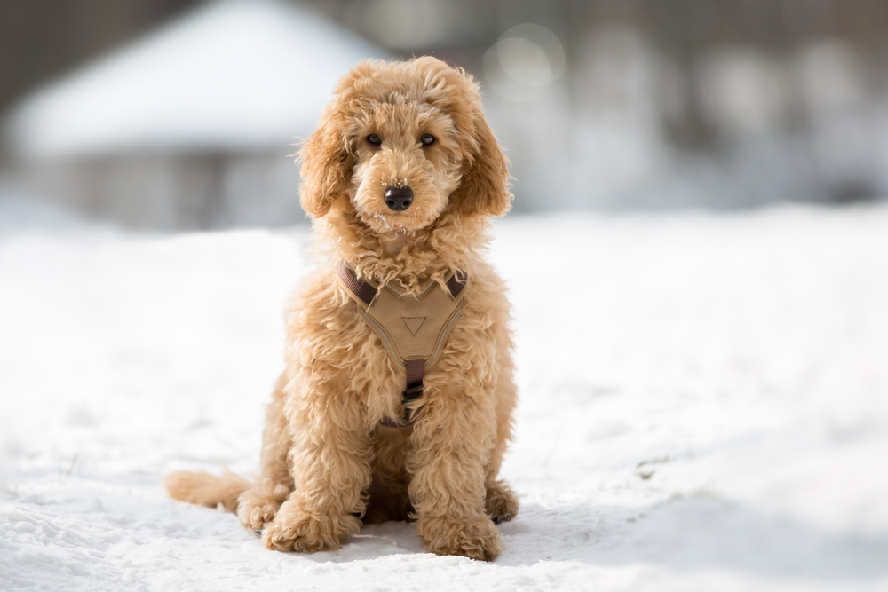 Petland Florida picture of Poodle sitting in a snowy path and staring at camera.