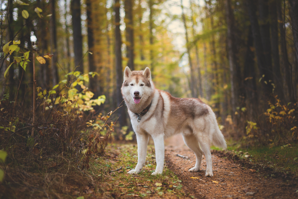 Petland Florida picture of a Siberian Husky standing on a path in a forest.
