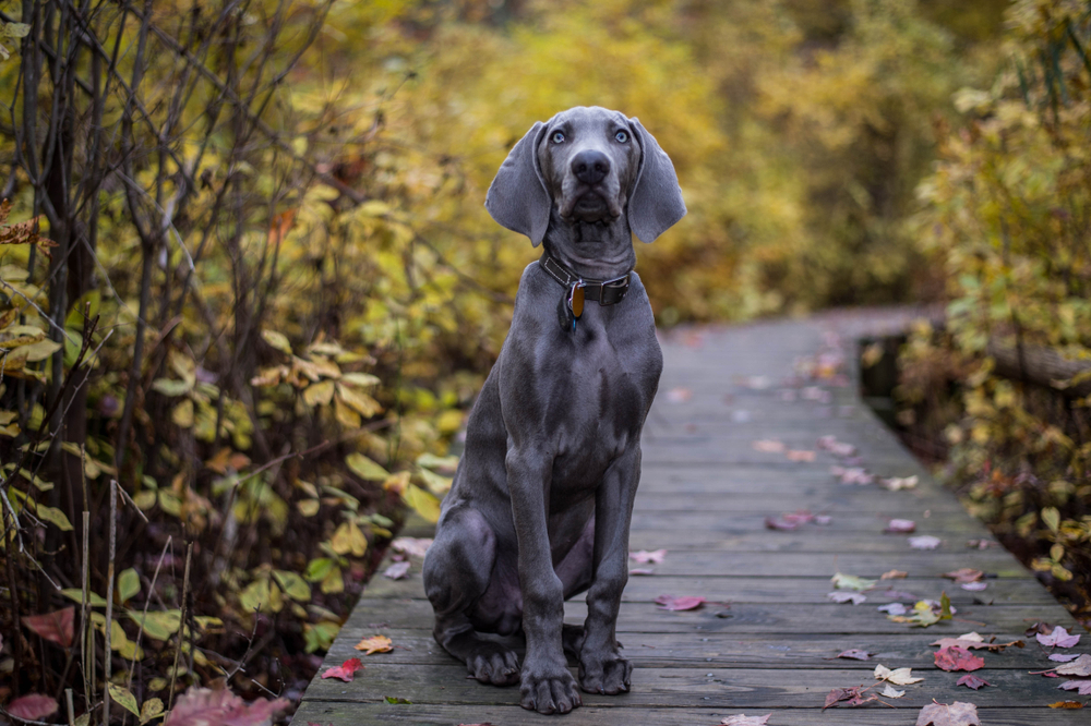 Petland Florida picture of a beautiful Weimaraner sitting and looking at camera while hiking.
