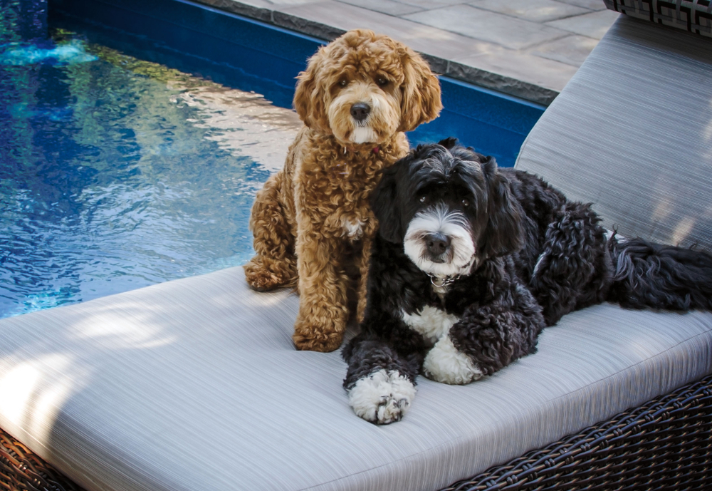 Pawfect Facts About The Mini Bernedoodle Dog Kids Will Love