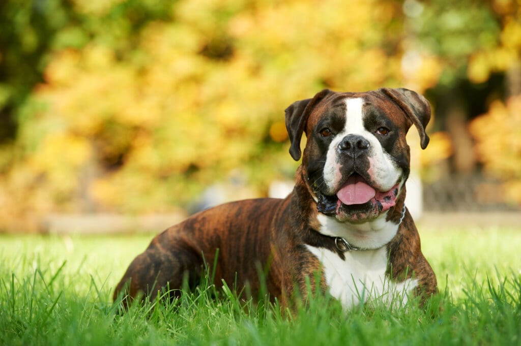Petland Florida picture of Boxer dog sitting on a grassy field and staring at the camera.