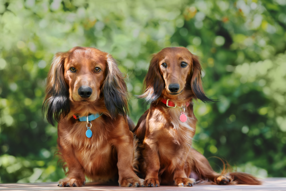 Petland microchip 2025