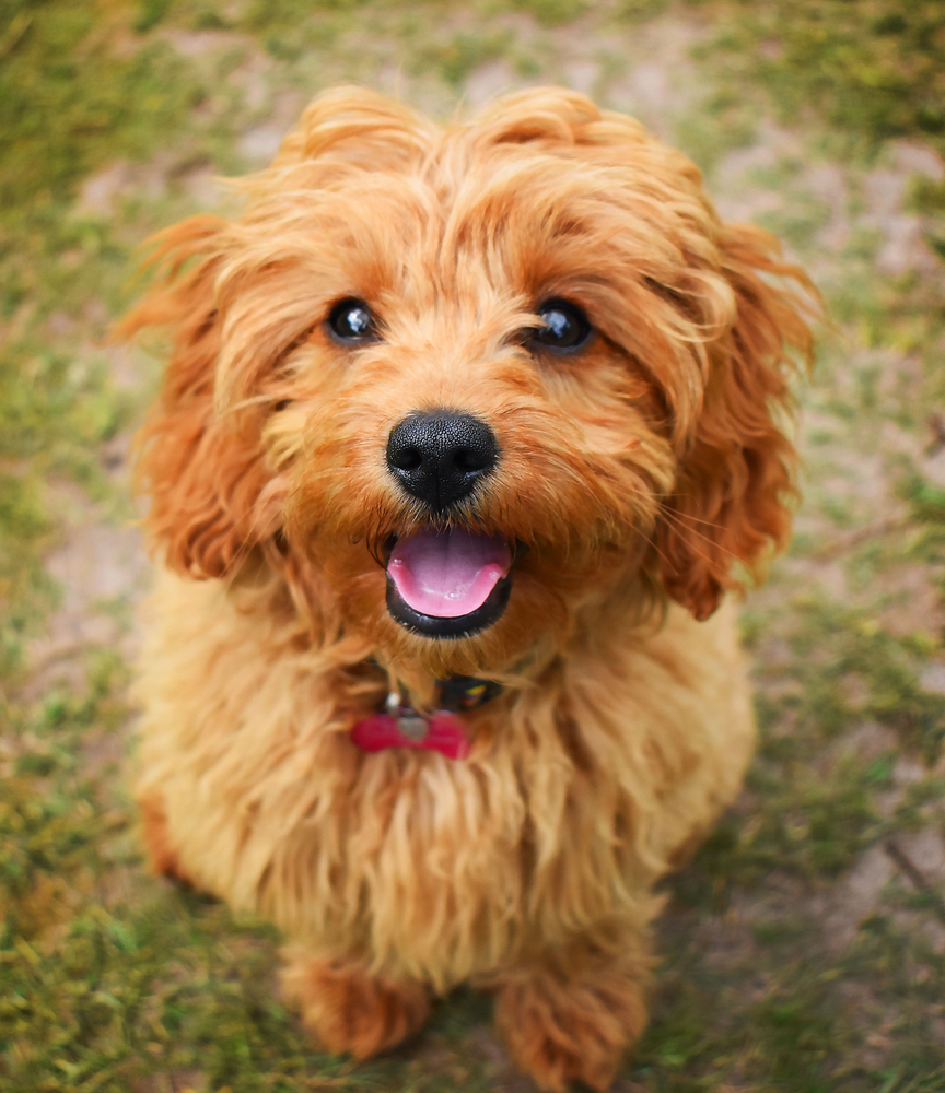 Cavapoo: Un cadell que sempre estimaràs - Petland Florida