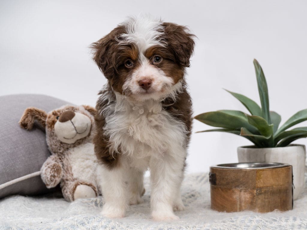 best designer dog breeds for active people, joggers, and runners