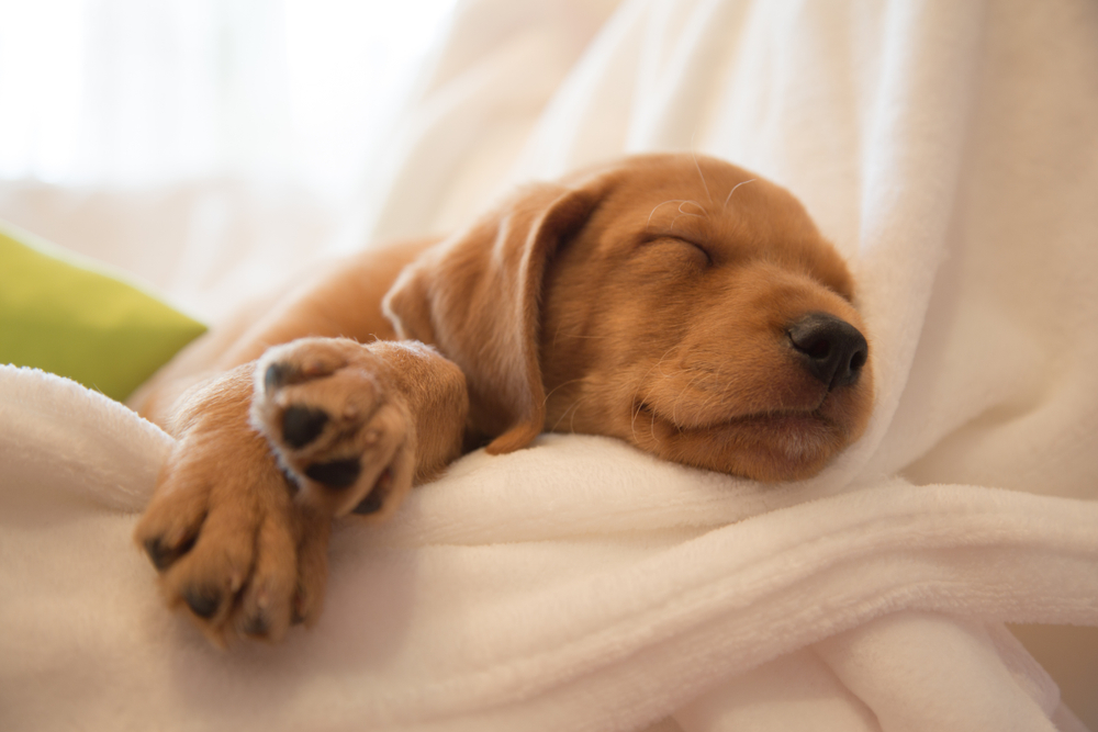 How to Help Your Puppy Sleep at Night Petland Florida