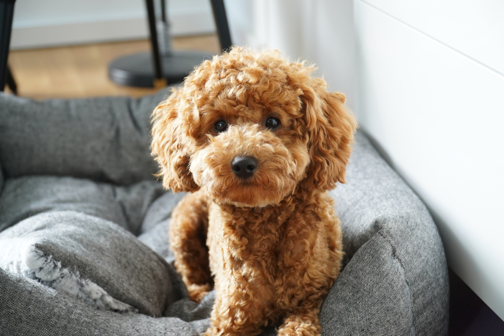 Miniature poodle puppy sits on white background- CanStock