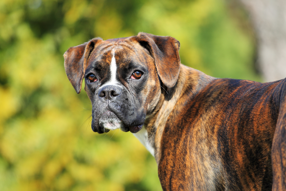 Petland Florida picture of a cute and lovable Boxer dog staring at the camera.