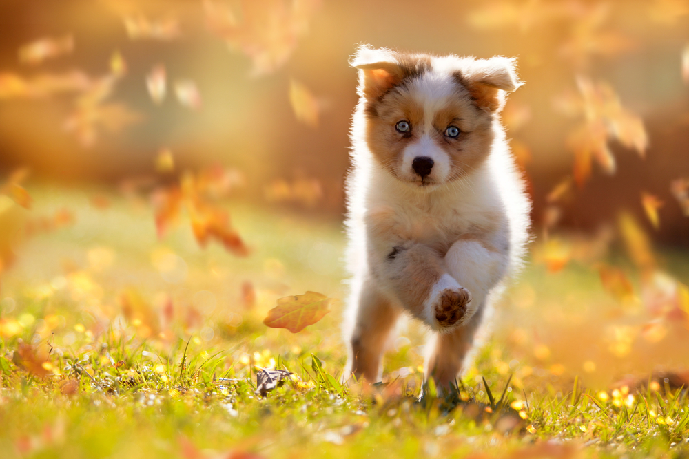 Petland Florida picture of cute Australian Shepherd puppy running over a meadow.