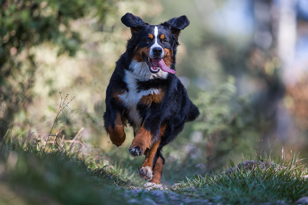 Petland Florida picture of Bernese Mountain Dog running in a forest.