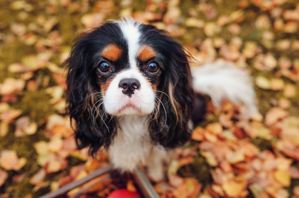 Petland Florida picture of a cute Cavalier King Charles Spaniel looking at the camera.