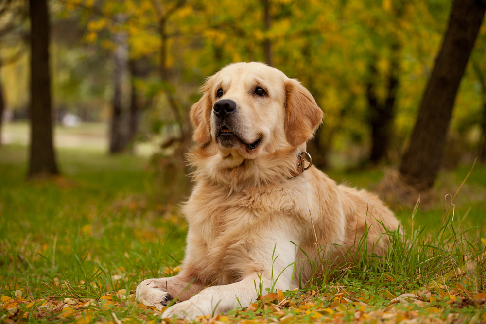 Petland Florida picture of a cute Golden Retriever sitting on the grass.