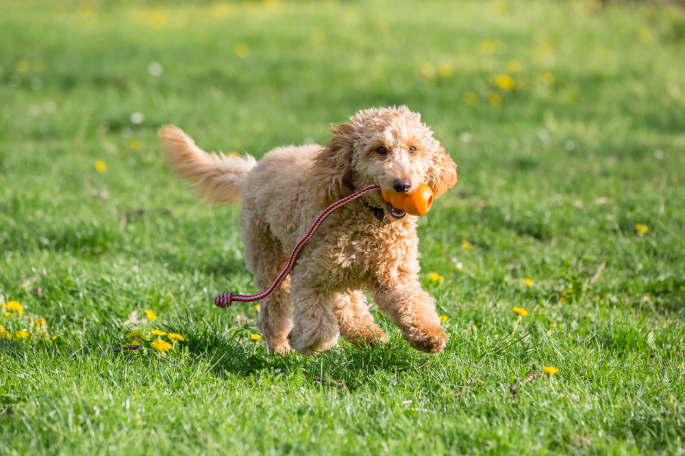 Petland Florida picture of a cute Poodle puppy running in a field while holding a ball.