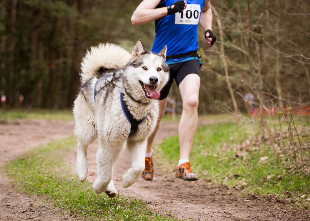 Petland Florida picture of Siberian Husky running on a trail with its owner. 